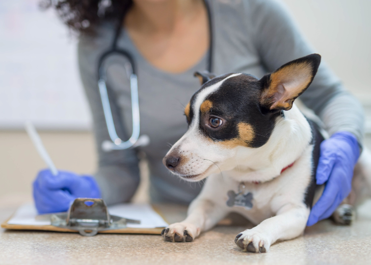 Dog at Veterinary