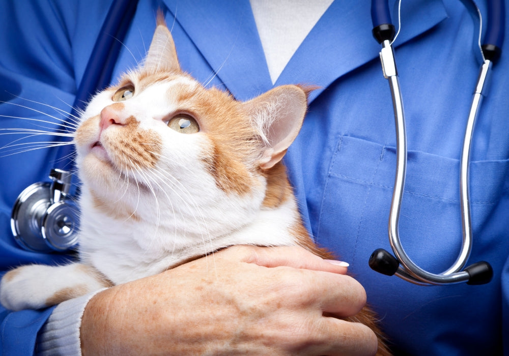 Cat in veterinarian arms