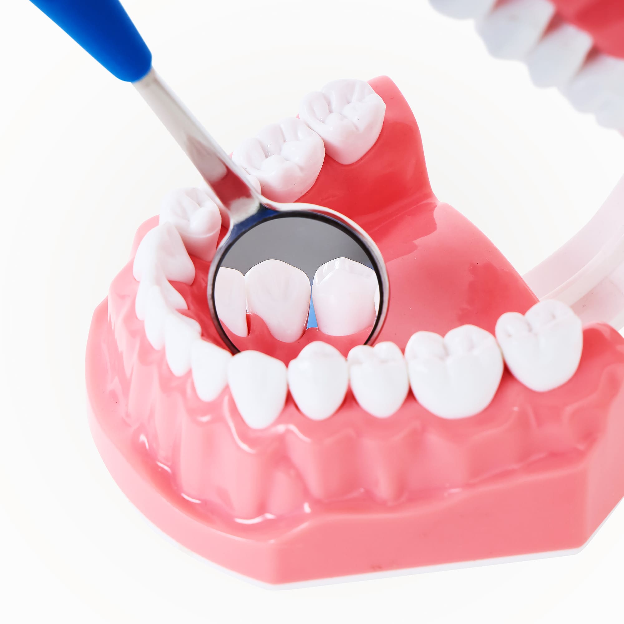 Dental model with an ILLUCO dental mirror and toothbrush on a white background
